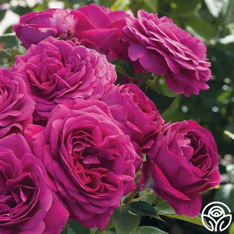 flash night rose|Celestial Night™ – Heirloom Roses.